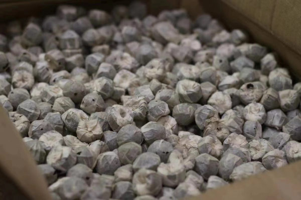 Feng Pai Mini Tuocha 2000 - shu puerh (6g)